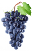 GRAPES GRAPES