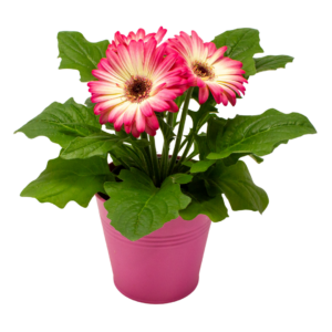 Gerbera Daisies