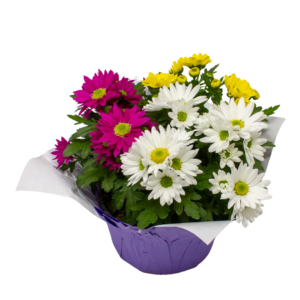 Fleurettes