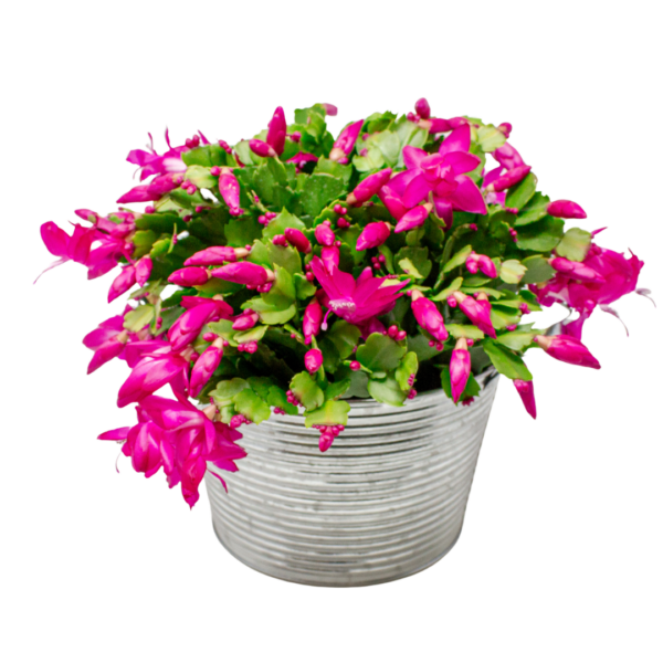 Zygocactus