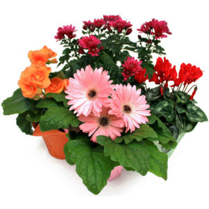 Assorted Flowers