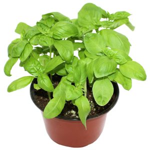 Basil