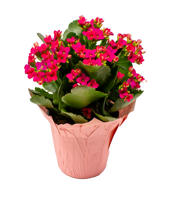Kalanchoes