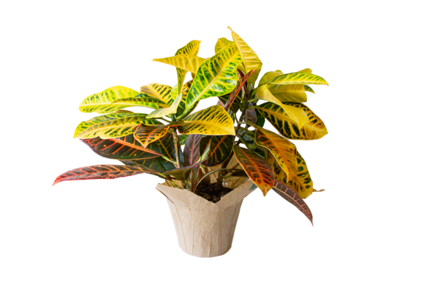Assorted Tropicals