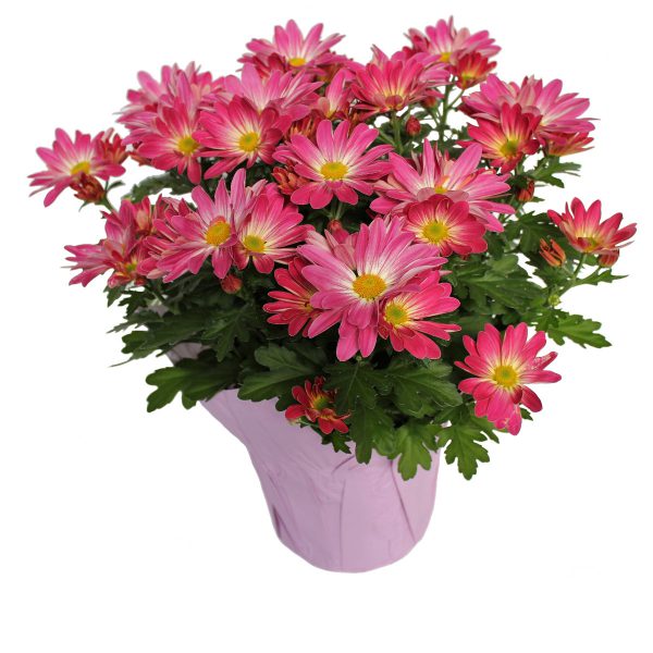 Spring Mums