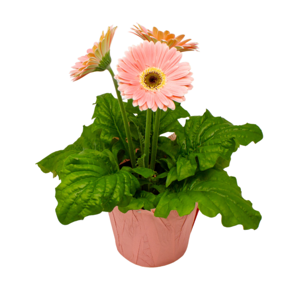 Gerbera Daisies