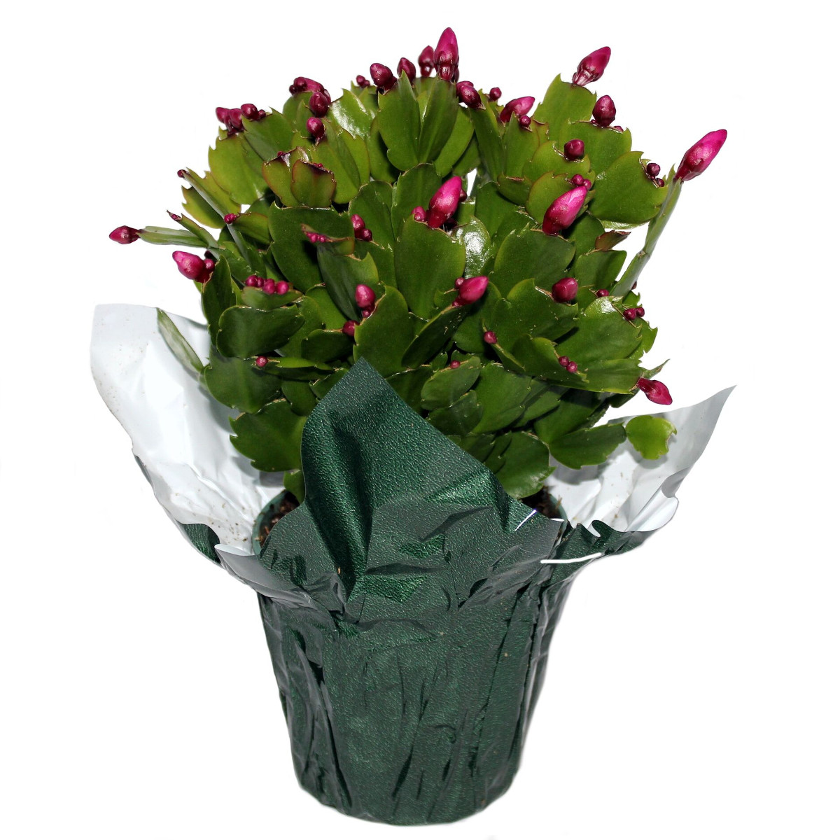 Zygocactus Meyers Farms