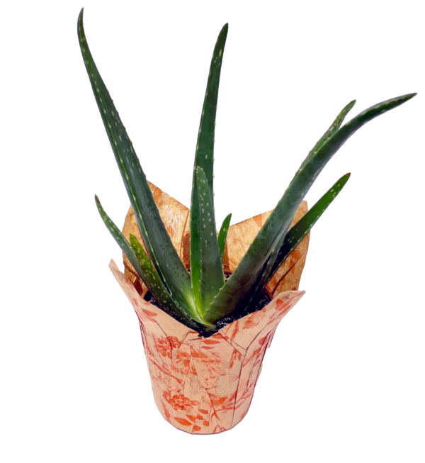 Assorted Tropicals