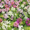 Alyssum