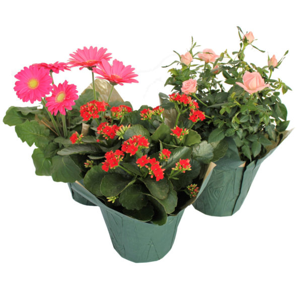 Assorted Flowers