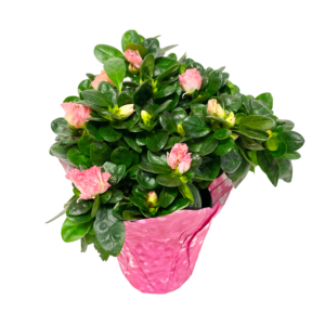 Azaleas