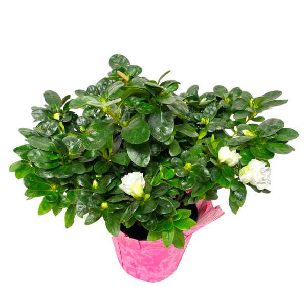 Azaleas