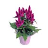 Celosia