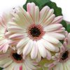 Gerbera