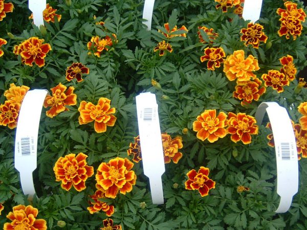 Marigolds