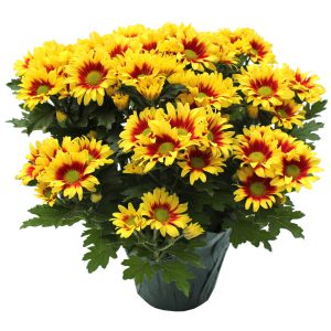 Assorted Mums