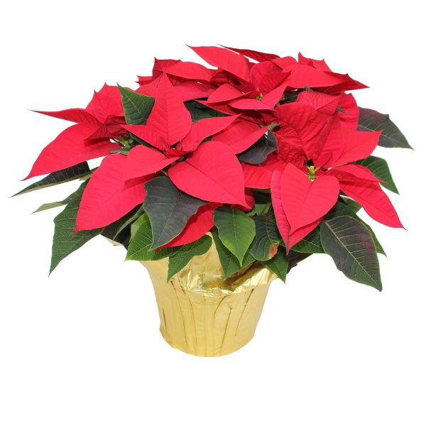 Poinsettia