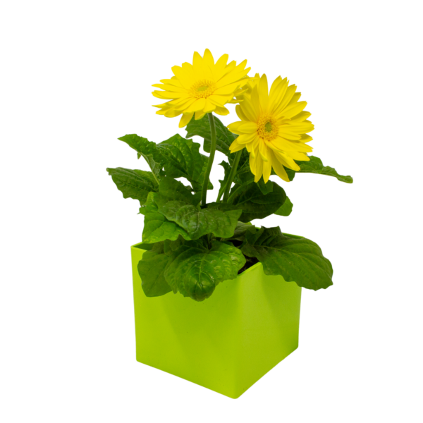 Gerbera Daisies