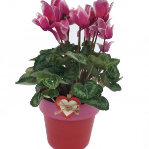 Valentine Cyclamen