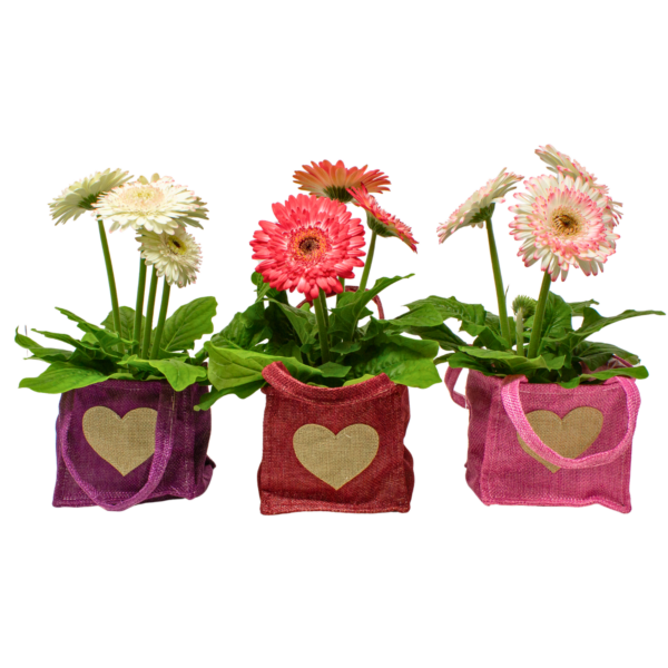 Gerbera Daisies