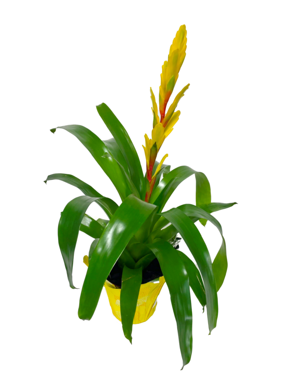 Assorted Tropicals