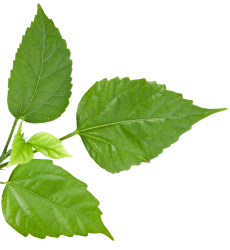 leaves4 leaves4