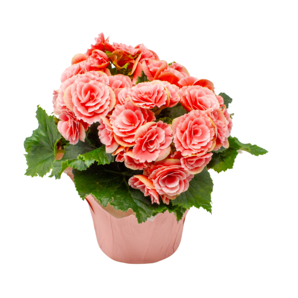 Begonias