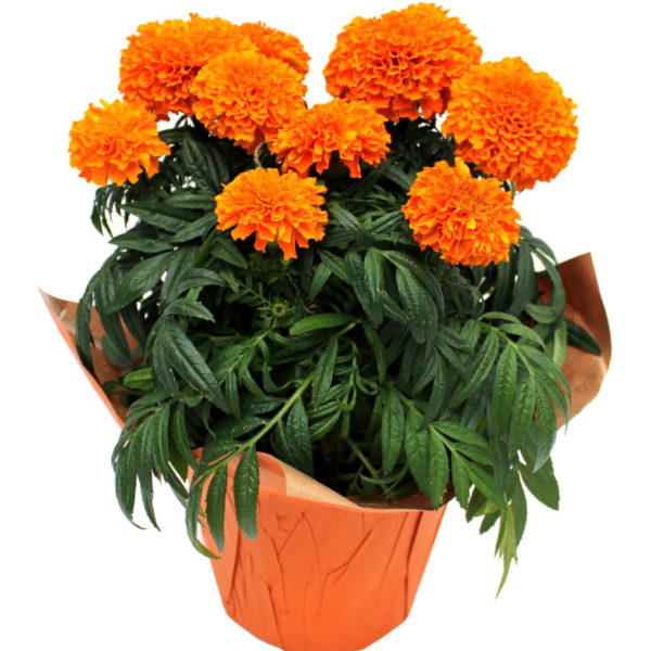 Spring & Summer Sizzlers