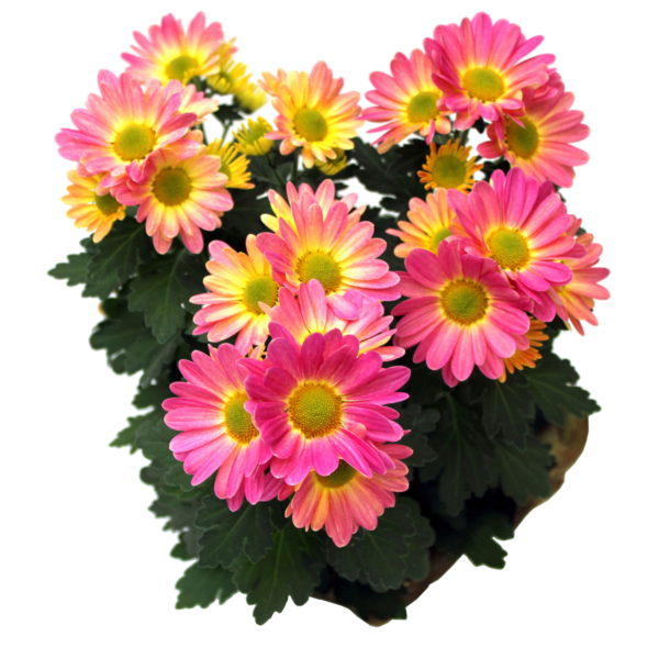 Spring Mums