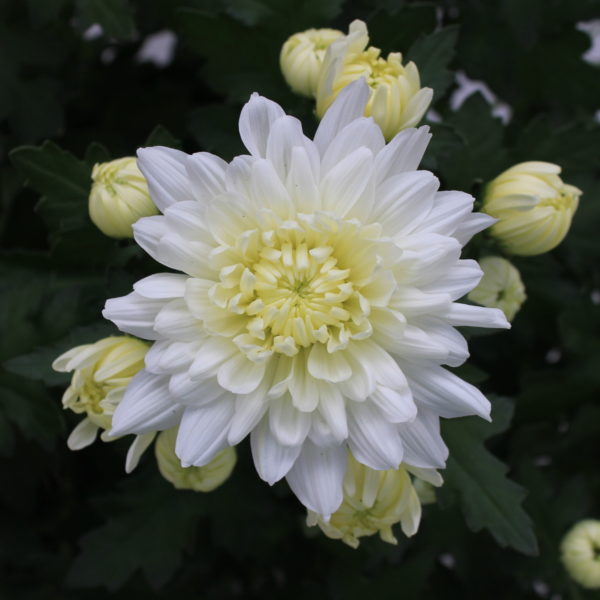 Spring Mums