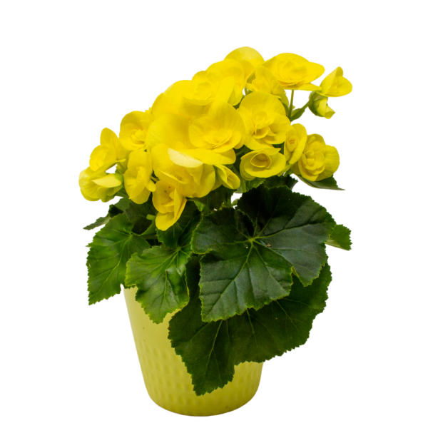 Begonias