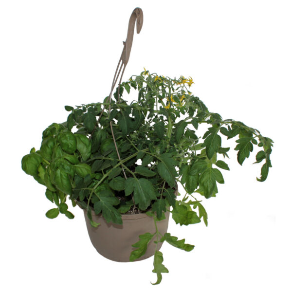 Veggies & Herbs