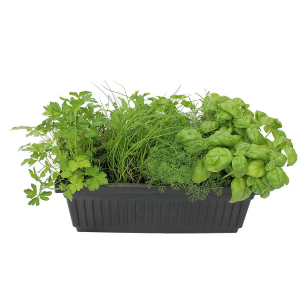 Veggies & Herbs