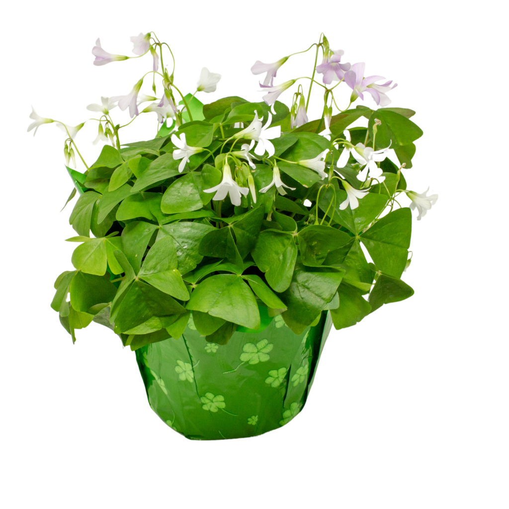 Oxalis Meyers Farms