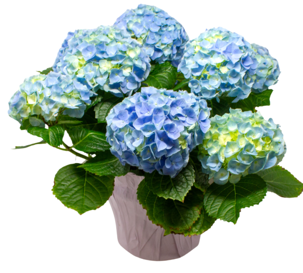 Hydrangea