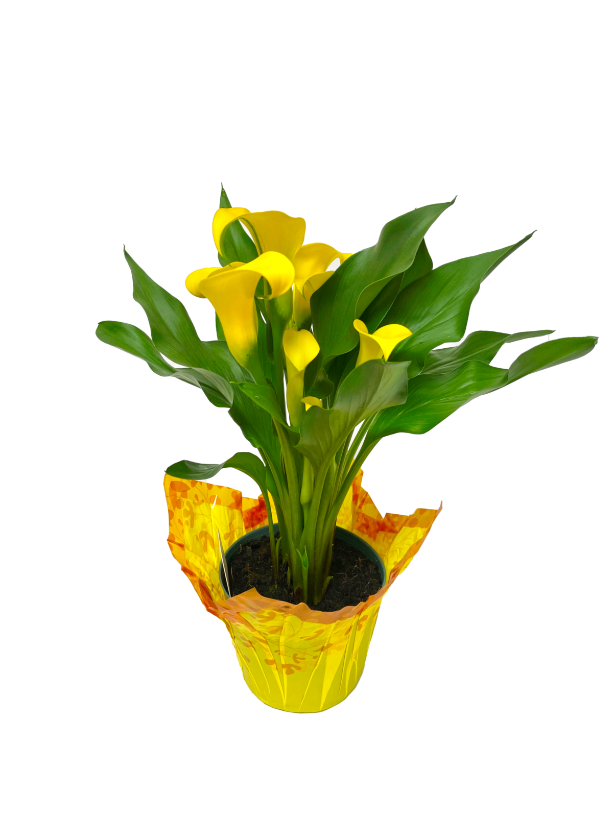 Calla Farm Calla Lily | Meyers Farms