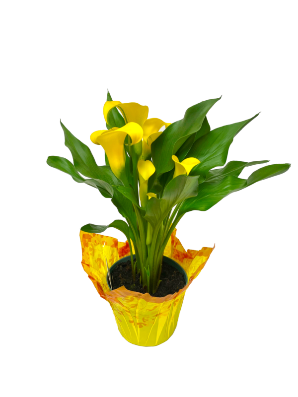 Calla Lily