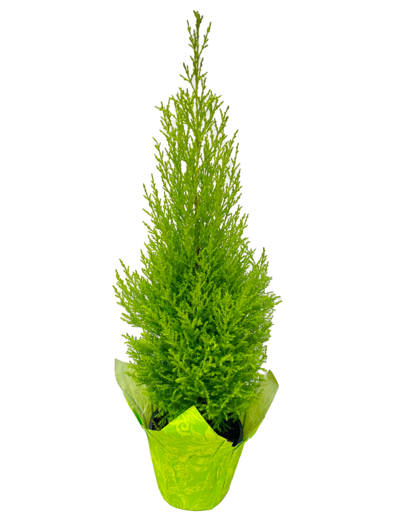 Lemon Cypress | Meyers Farms