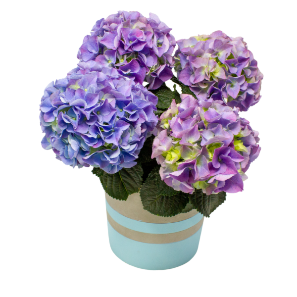Hydrangea