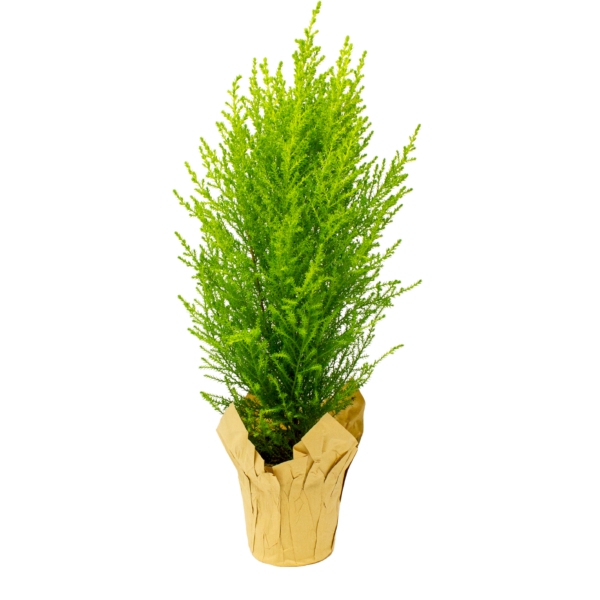 Lemon Cypress