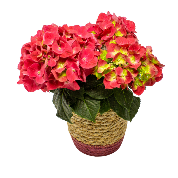 Hydrangea