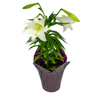 Easter Lily