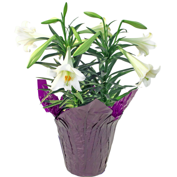 Easter Lily
