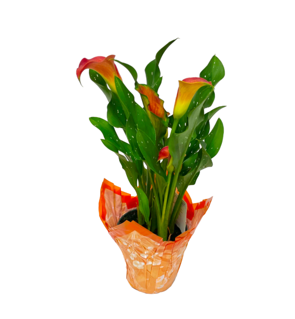 Calla Lily
