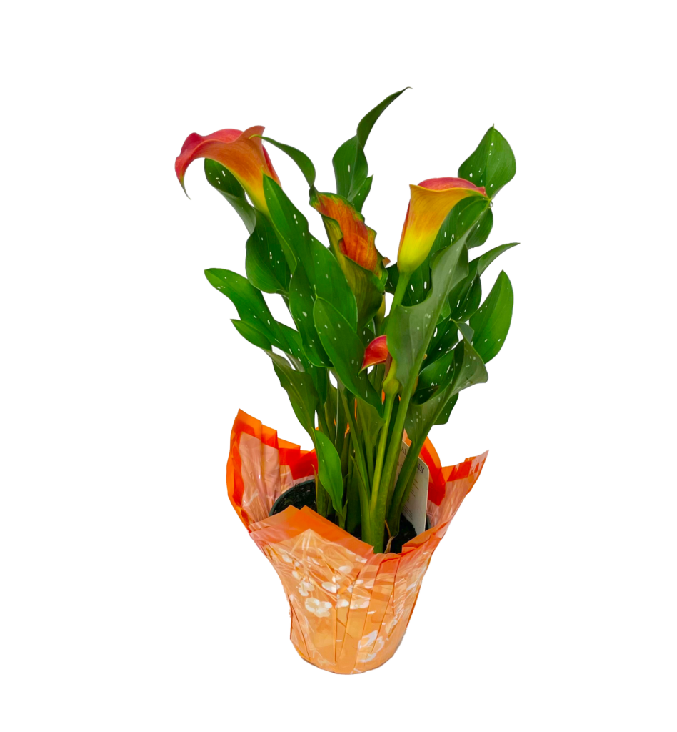 Calla Farm Calla Lily | Meyers Farms