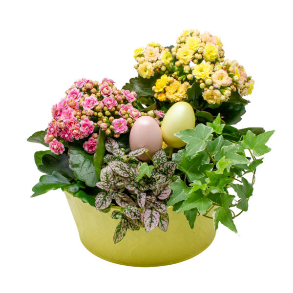 Dish Gardens
