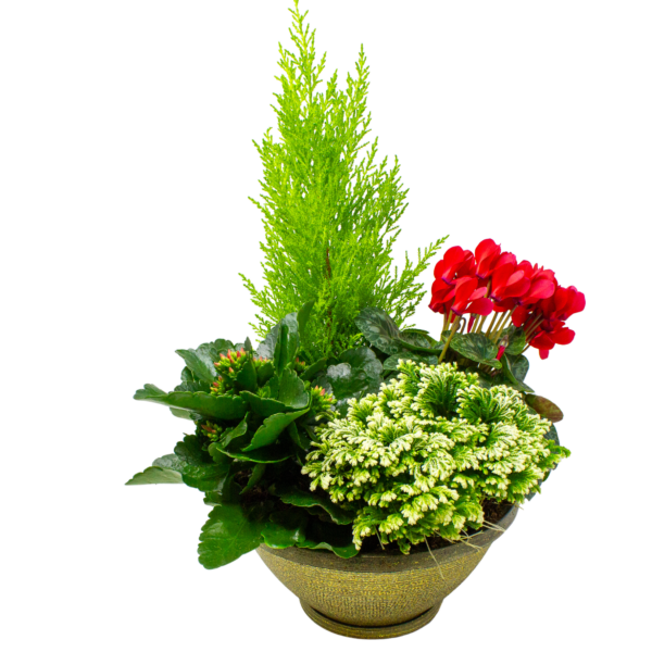 Dish Gardens
