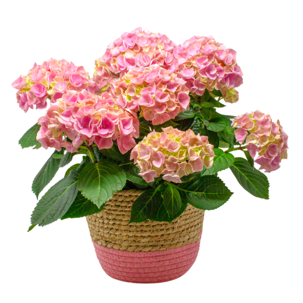 Hydrangea