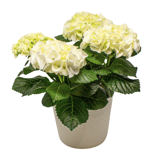 Hydrangea