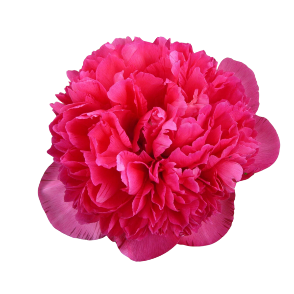 Peonies